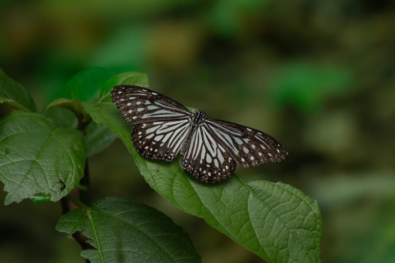 Tranquil Harmony