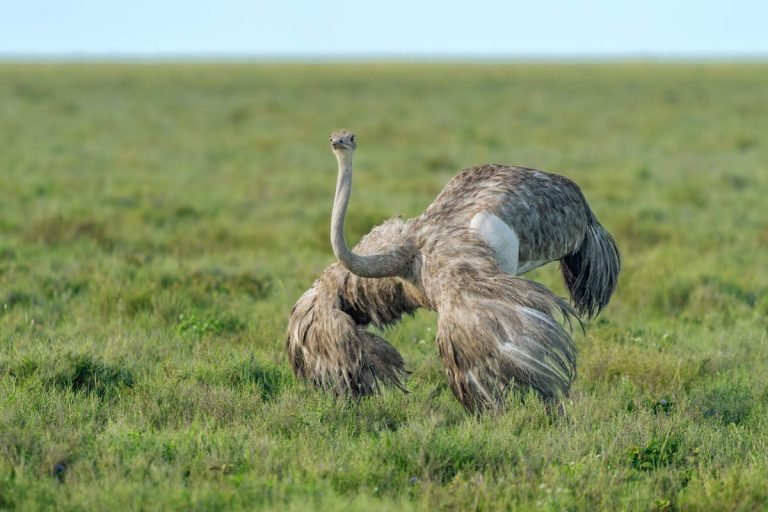 Feathered Giants