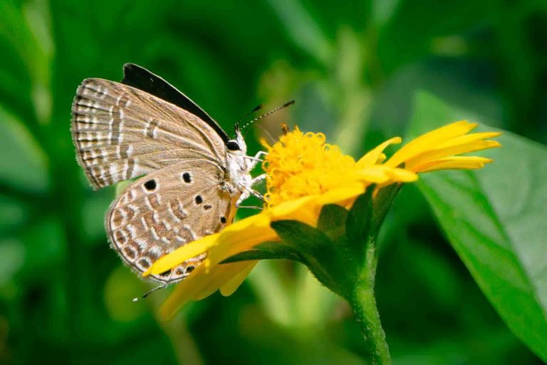 Insect Wonders