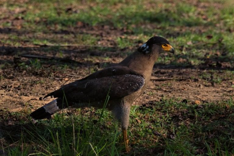 BANDIPUR -Wildlife exposed