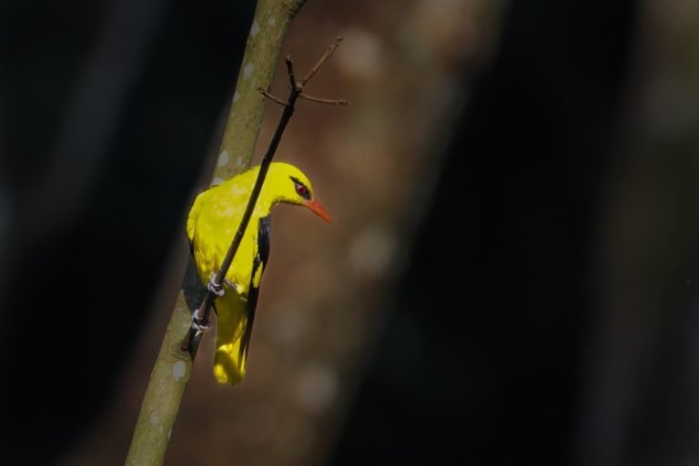 In the Bird’s World