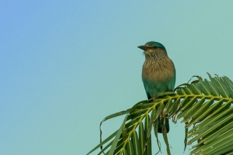 The Wings of Nature