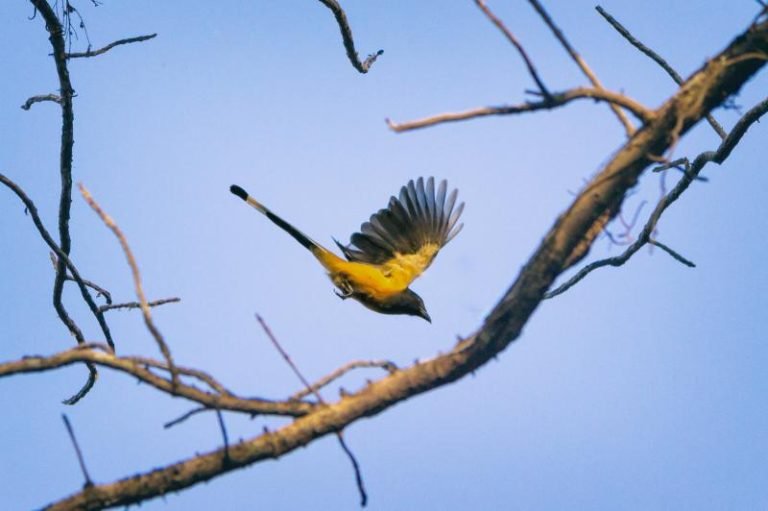 The Rials of Birds