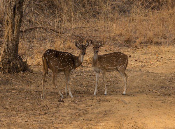 The Book Of Deer