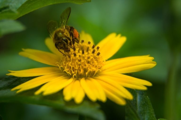 Flower and the Bee