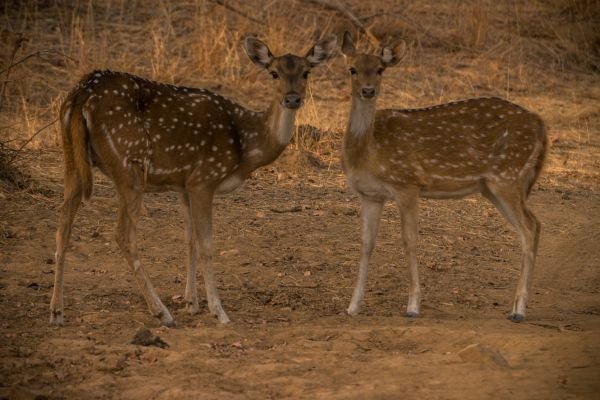 Motions of Ecology