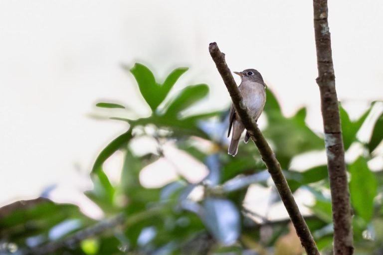 asian-brown-fly-catcher-mamalakkandam-john-thomas-angamaly-creative-hut-mattakkara.