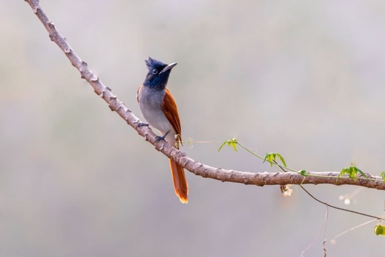 asian-paradise-fly-catcher-thattupara-john-thomas-angamaly-creative-hut-mattakkara.