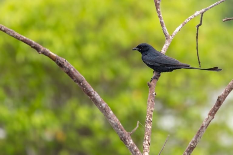 black-drongo-changaram-wetlands-john-thomas-angamaly-creative-hut.