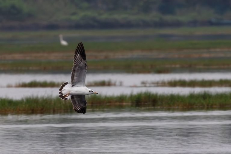 Black headed gull