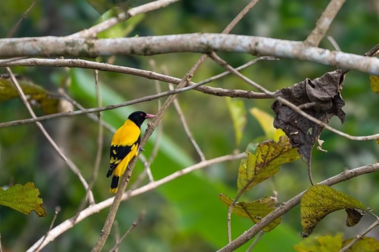 black-hooded-oriole-angamaly-john-thomas-creative-hut