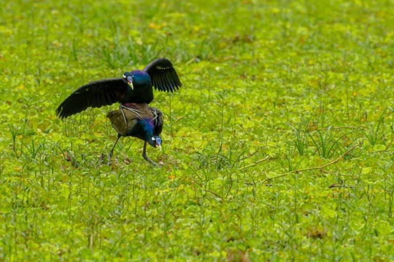 bronze-winged-jacana-azheekal-wetlands-john-thomas-angamaly-creative-hut