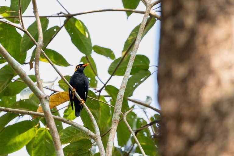common-hill-myna-chimmony-forest-john-thomas-angamaly-creative-hut.