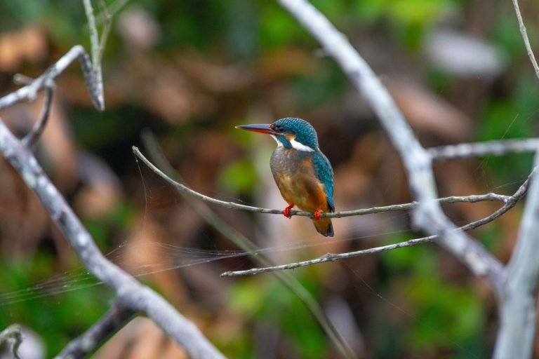 common-king-fisher-changaram-wetlands-kerala-john-thomas-angamaly-creative-hut
