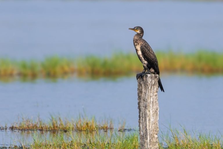 cormorant-changaram-wetlands-kerala-john-thomas-angamaly-creative-hut