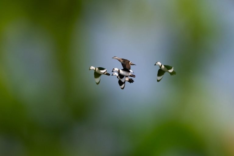 Cotton pygmy goose