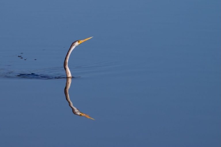 darter-changaram-wetlands-alappuzha-john-thomas-angamaly-creative-hut
