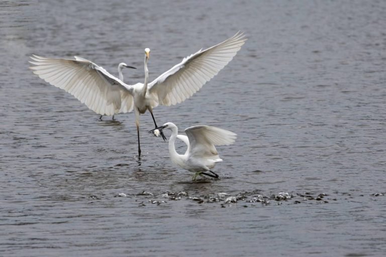 egrets-fight-photographs-alappuzha-john-thomas-creative-hut