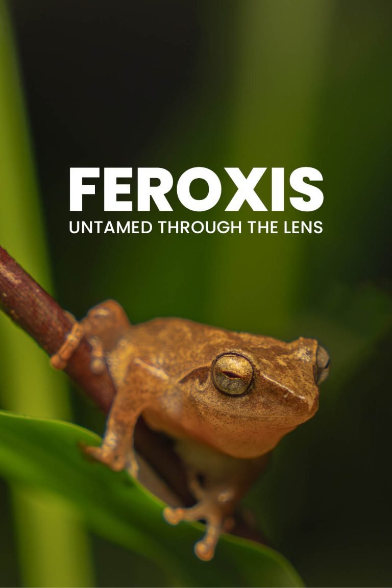 Feroxis Photography portfolio