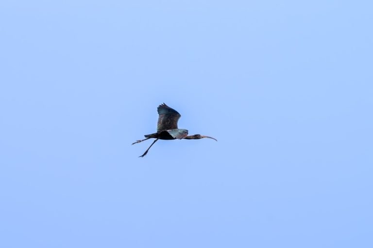 Glossy ibis