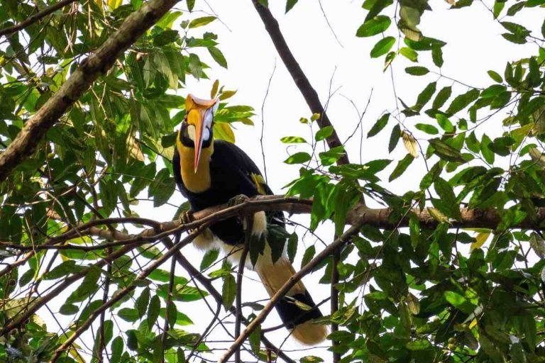 gret-hornbill-nelliyampathy-reserve-forest-palakkad-john-thomas-angamaly-creativehut