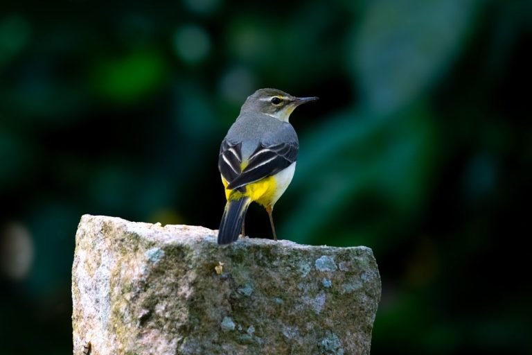grey-wagtail-nelliyampathi-hills-john-thomas-angamaly-creative-hut.