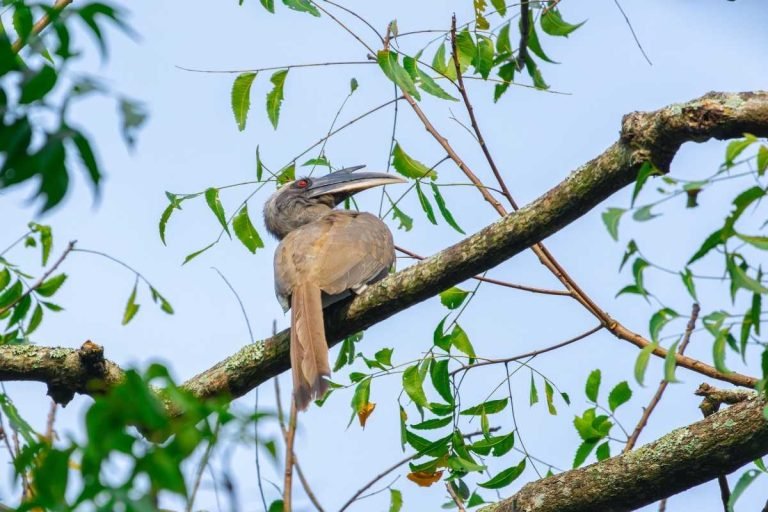 indian-grey-hornbill-palakkad-kerala-johnthomas-angamaly-creativehut