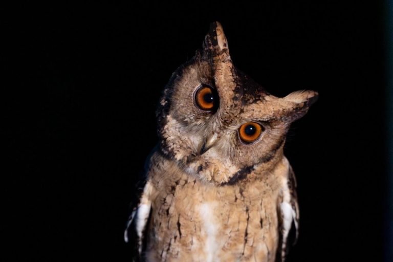Indian scops owl