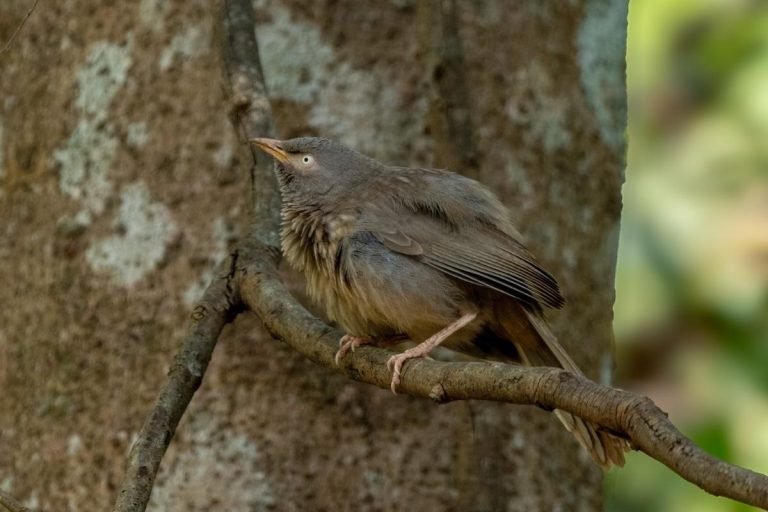 Jungle babbler