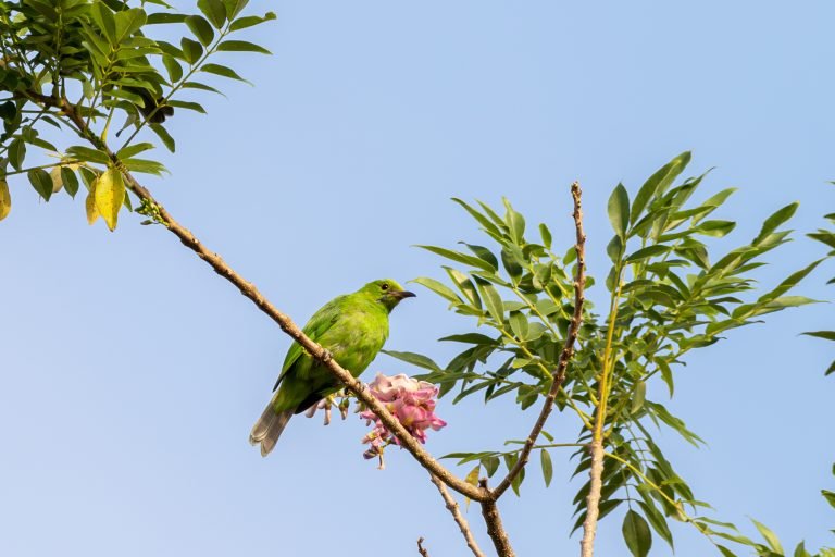 leaf-bird-thattupara-jontomas-angamaly-creativehut.