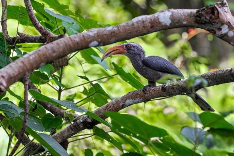 malabar-grey-hornbill-thattekad-forest-salim-ali-bird-trial-john-thomas-angamaly-creative-hut
