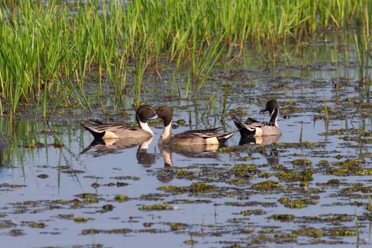 northern-pintail-kallara-wetlands-john-thomas-angamaly-creative-hut.