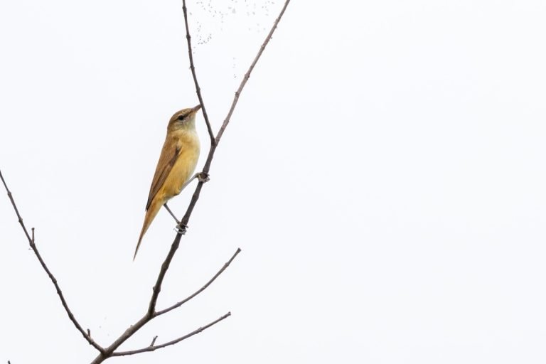 oriental-reed-wabler-changaram-wetlands-john-thomas-angamaly-creative-hut.