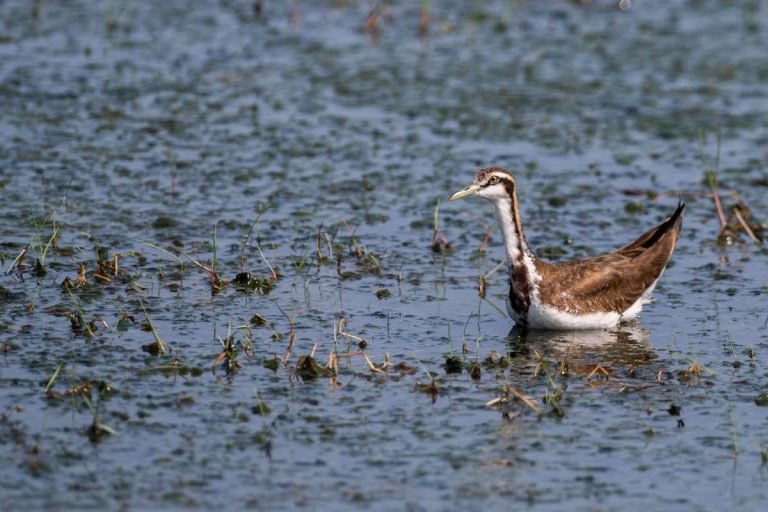 phesant-tailed-jacana-changaram-wetlands-john-creative-hut-mattakkara