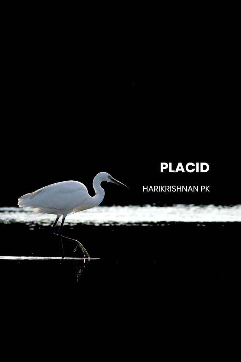 Placid