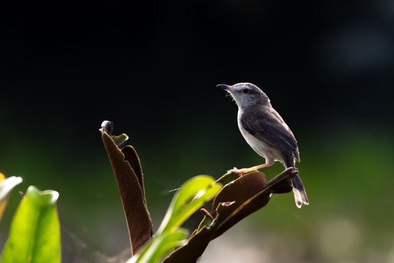 plain-prinia-changaram-wetlands-john-thomas-angamaly-creative-hut