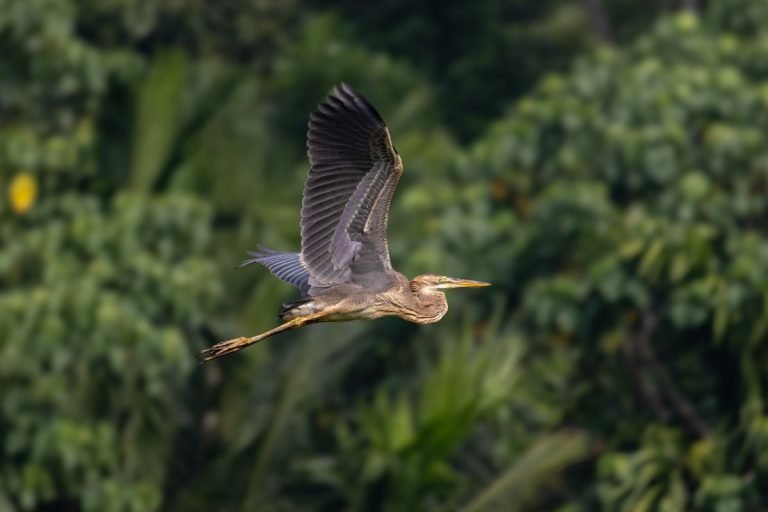 Purple heron