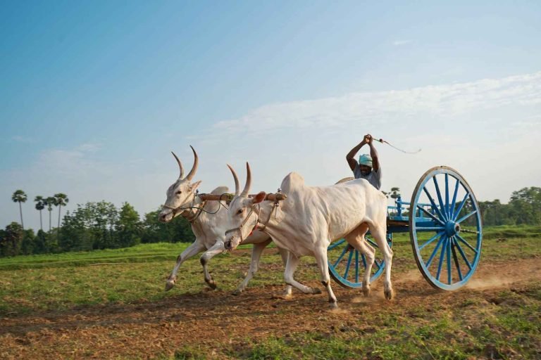 BULLOCK CHALLENGE