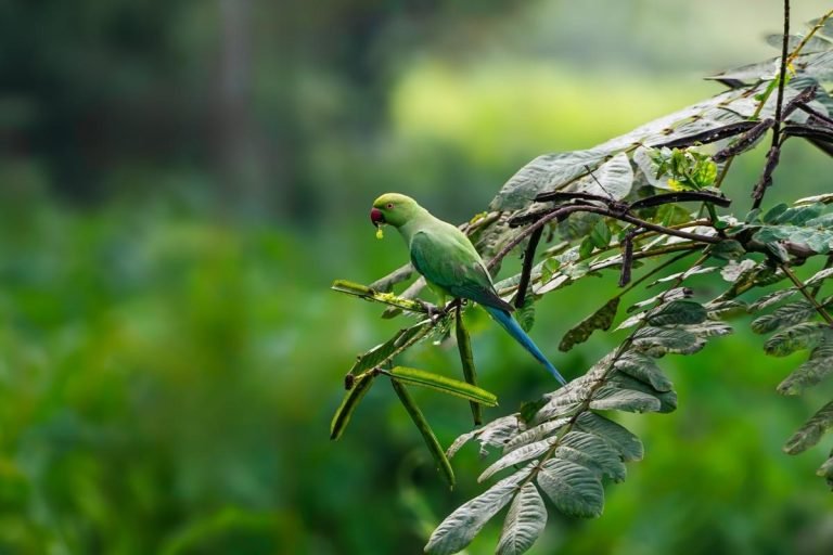 Rose ringed parakeet