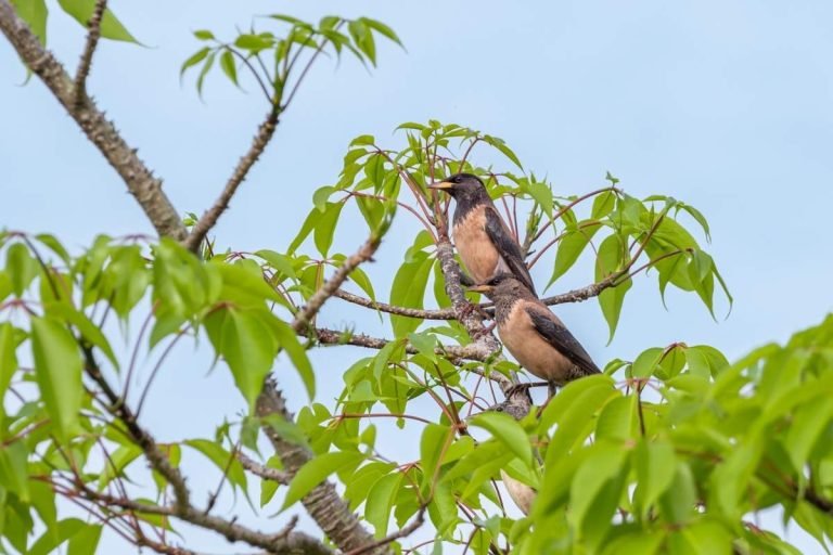 rosy-starling-thattupara-john-thomas-angamaly-creative-hut.