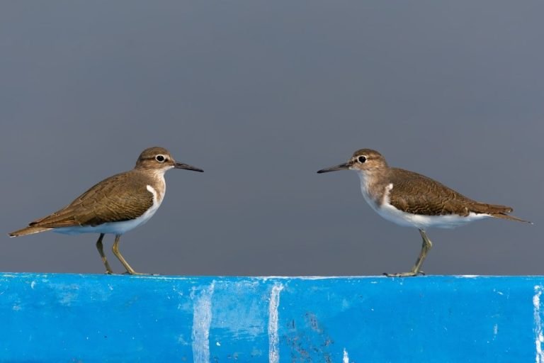 sandpipers-photography-alappuzha-john-thomas-creative-hut