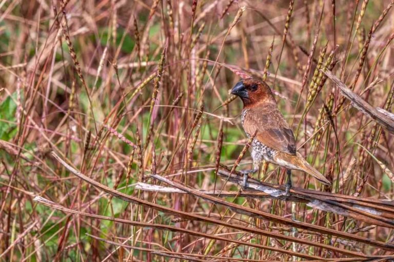Scaly breasted munia