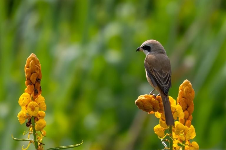 shrike-photographs-john-thomas-wildilfe-photographer-creative-hut.