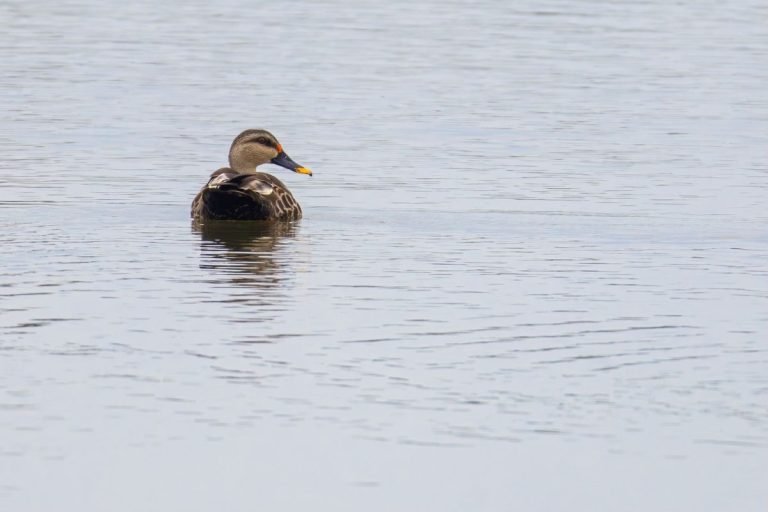 Indian Spot Billed Duck
