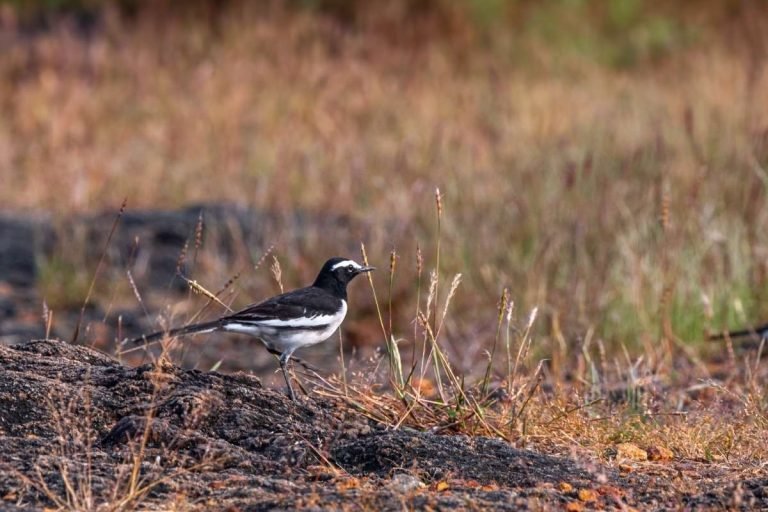 wagtail-thattupara-john-thomas-angamaly-creative-hut.
