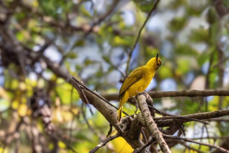 Yellow browed bulbul