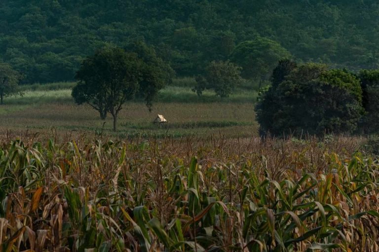 Hidden Hut nestled in a quiet farmland.